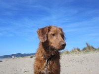 Goliath (17)